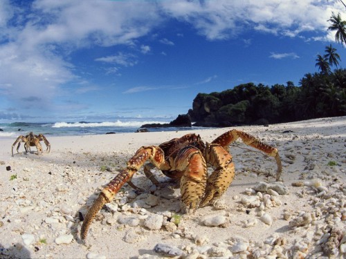 Пальмовый вор или кокосовый краб (лат. Birgus latro) (англ. Coconut crab)