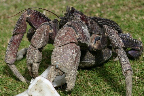 Пальмовый вор или кокосовый краб (лат. Birgus latro) (англ. Coconut crab)