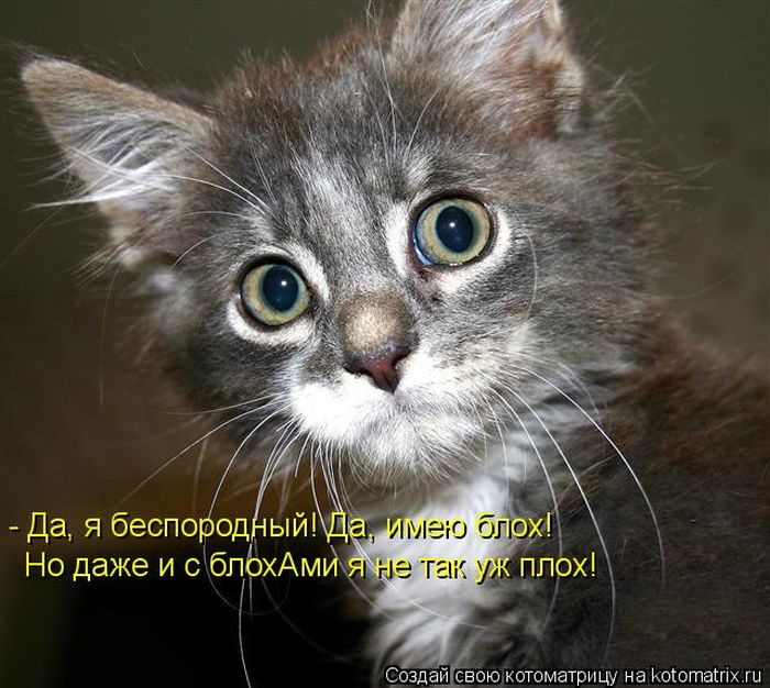 Лучшие котоматрицы недели (50 фото)