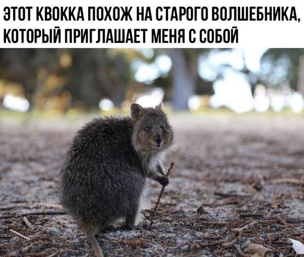 Очередная порция картинок с подписями Очередная порция картинок с подписями