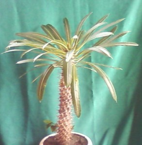 Pahipodium.