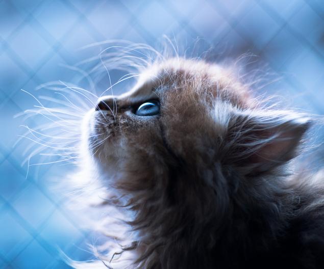 Если у вас дома завелся маленький шалун, срочно хватайте фотоаппарат... Если у вас дома завелся маленький шалун, срочно хватайте фотоаппарат...