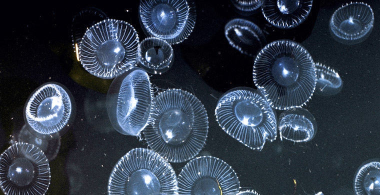 Медузы биолюминесценция, животные, насекомые, свет, свечение