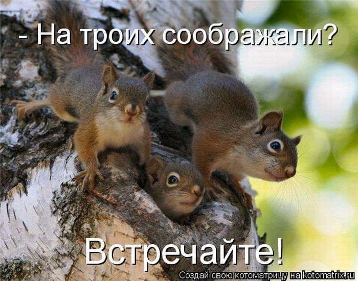 Лучшие котоматрицы недели (50 фото)