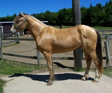 Фото лошади янтарной масти