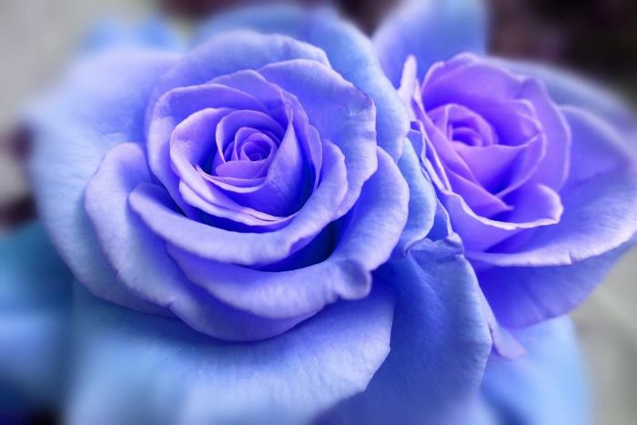 Фото Синие цветы розы