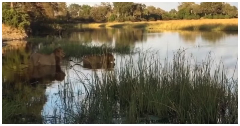 Старый лев спас соплеменника от крокодила Старый лев спас соплеменника от крокодила африка, видео, животные, лев