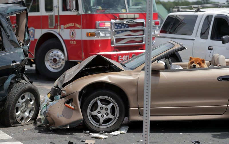 Забавные и милые животные заряжают позитивом