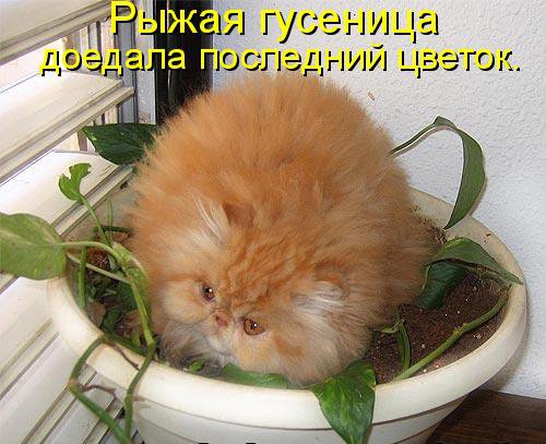 КОТЭ как есть КОТЭ