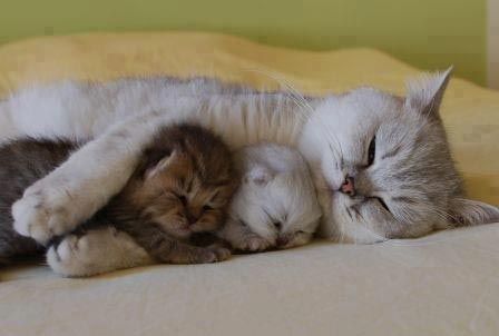коты смешно спят, коты кошки спят в смешной позе, коты и кошки спящие смешное