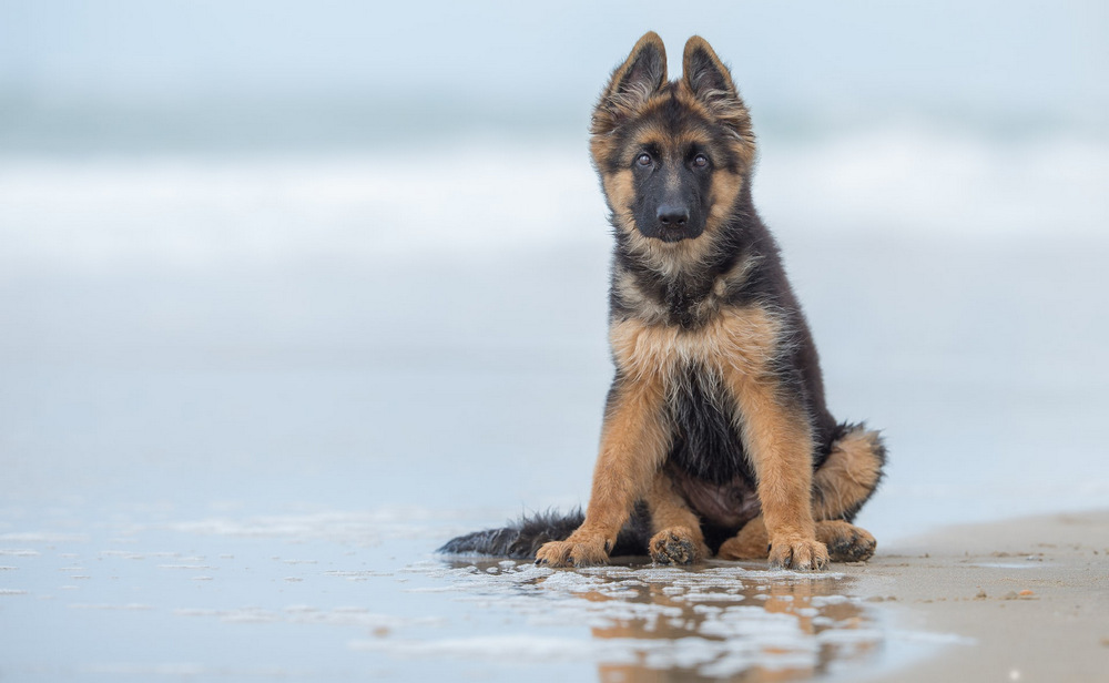 13 лучших фотографий с конкурса Dog Photographer of the Year 2017 13 лучших фотографий с конкурса Dog Photographer of the Year 2017