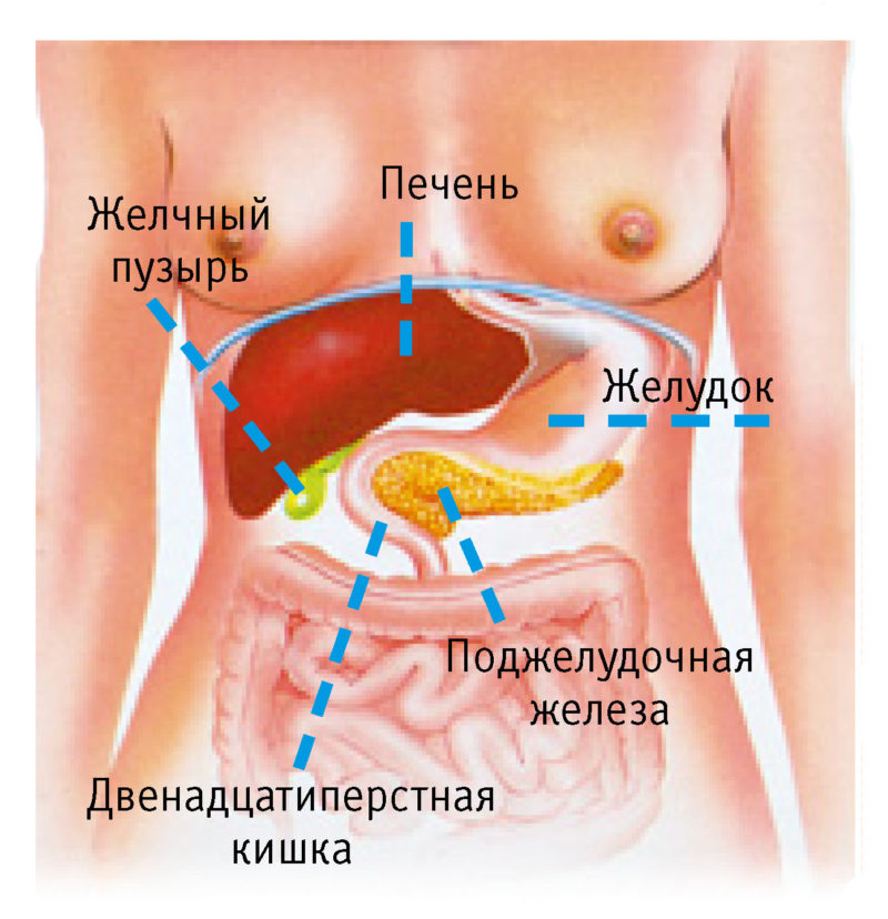 Показать где находится печень и желчный пузырь фото у человека