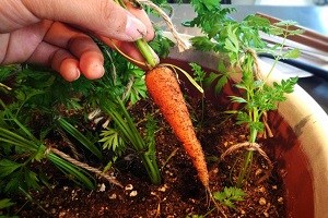 8 удивительных продуктов, которые можно выращивать на подоконнике 8 удивительных продуктов, которые можно выращивать на подоконнике