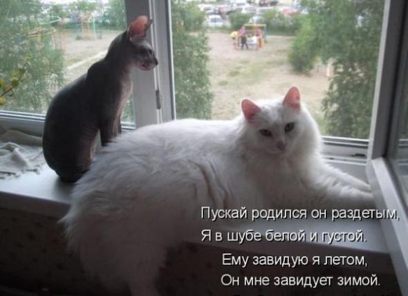 Лучшие котоматрицы от 13.08.11