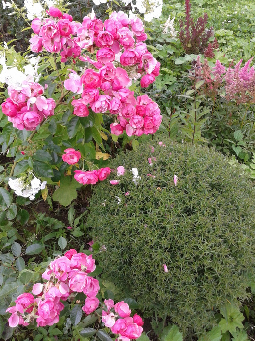 Фото-0307 (525x700, 274Kb)