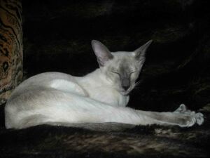сиамская кошка