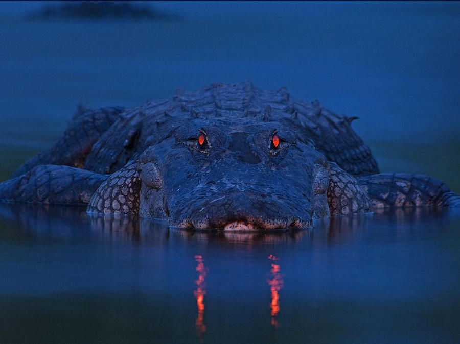 Лучшие фотографии от National Geographic за прошлый год Лучшие фотографии от National Geographic за прошлый год