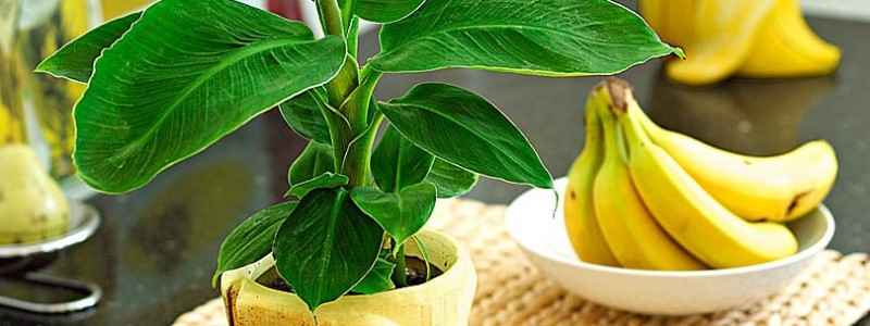 Как посадить и вырастить банан в домашних условиях?