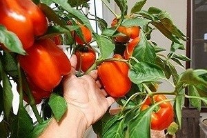 8 удивительных продуктов, которые можно выращивать на подоконнике 8 удивительных продуктов, которые можно выращивать на подоконнике
