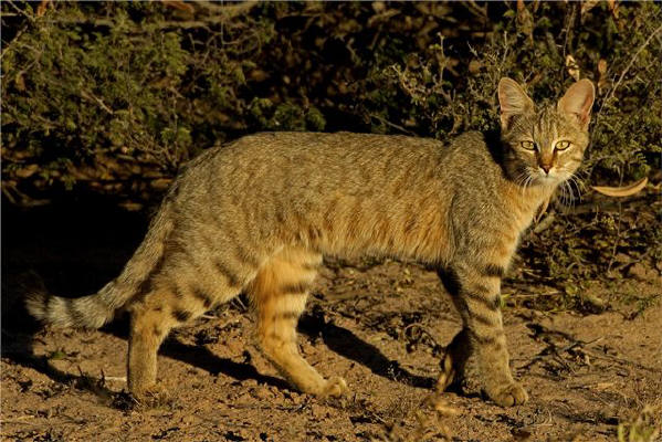 http://planetcat.info/img/big/stepnaya3.jpg