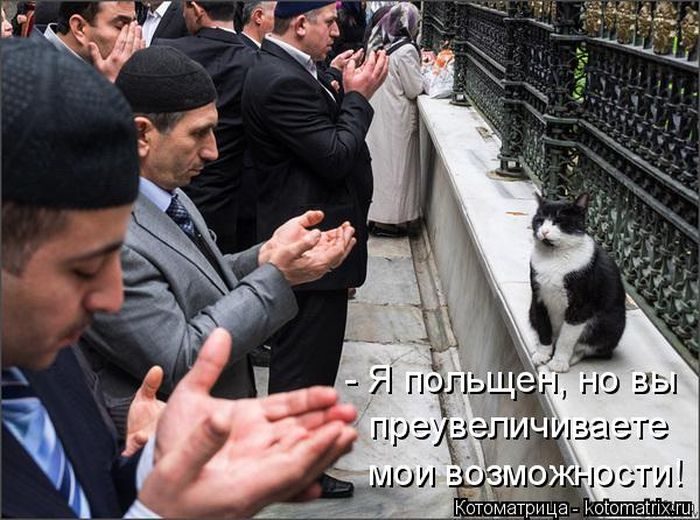 Лучшие котоматрицы недели