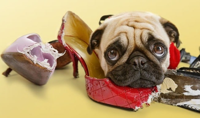 pica_in_dogs