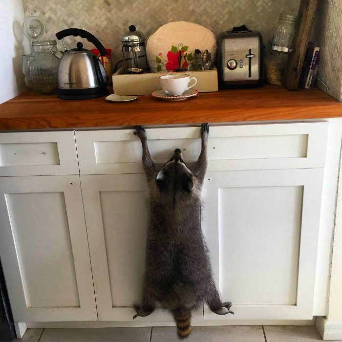 Животные, которые умеют появляться внезапно и эффектно
