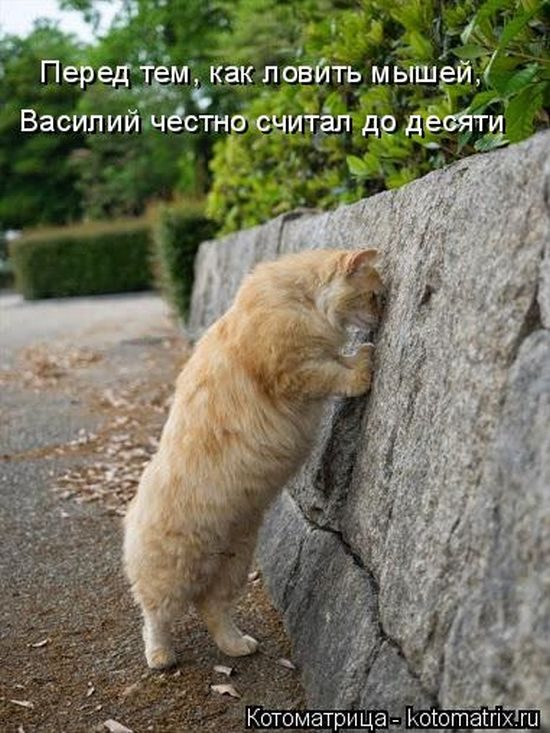 Лучшие котоматрицы недели