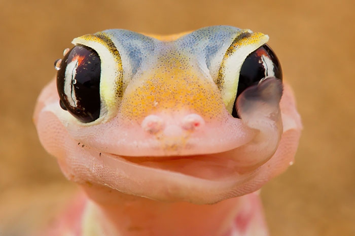    ! , , 