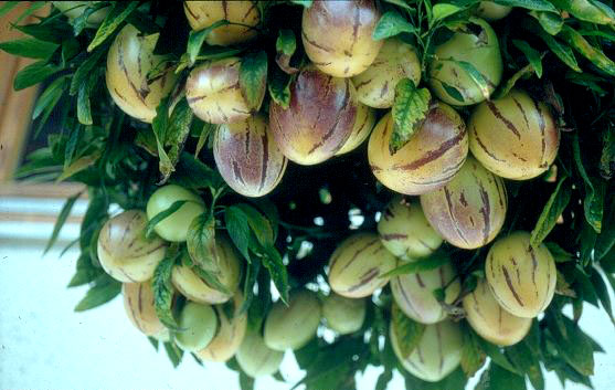 ������, ������, �����,.......