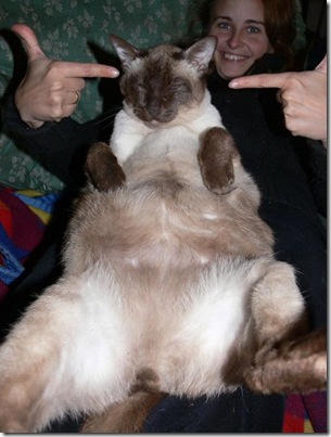 huge-animals20