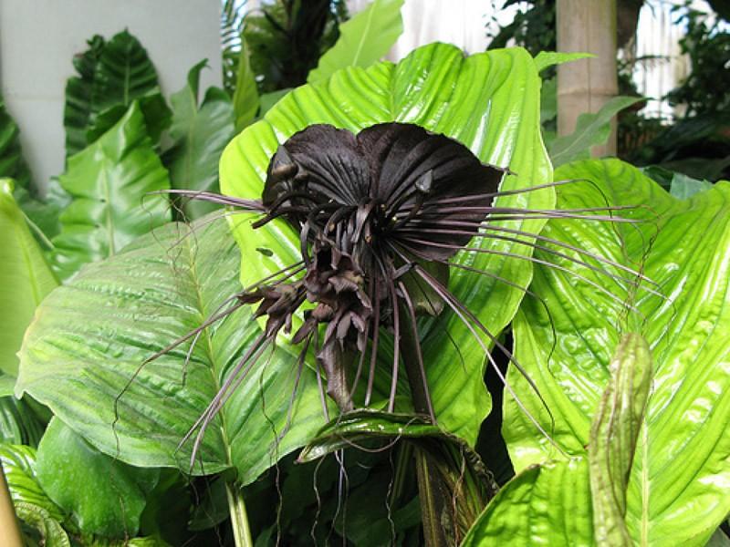 Самые жуткие растения creepyplants25 Самые жуткие растения