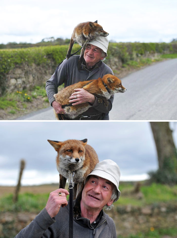 Мужчина спас двух лисиц, и теперь они отказываются покидать его Счастливый конец, животные, спасение