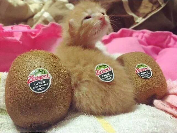 Самые милые котята на свете Самые милые котята на свете