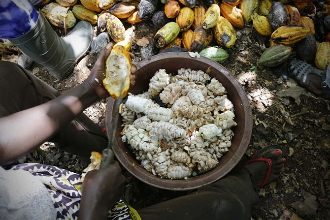 Как женщины в Африке выращивают какао