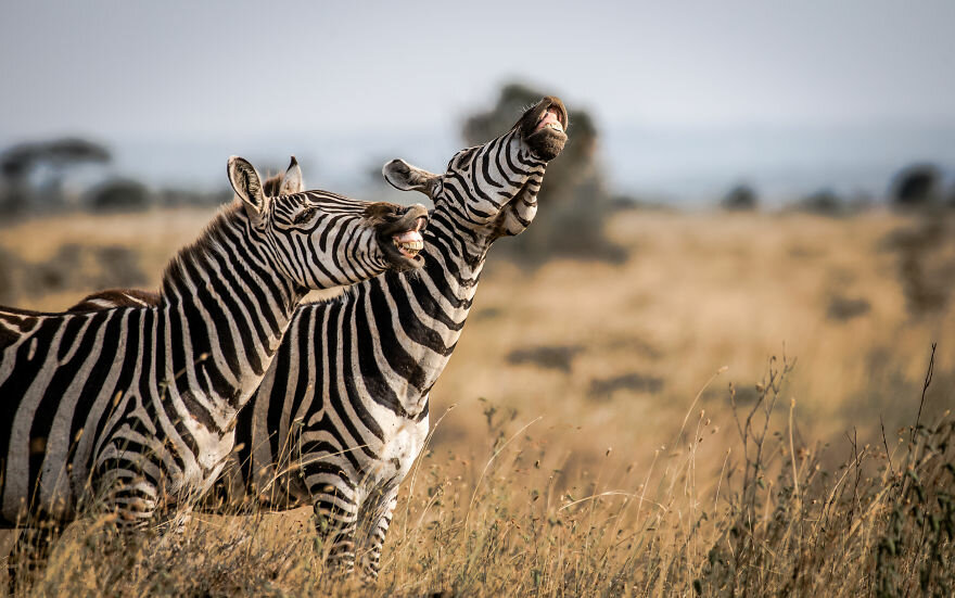 Лучшие фото с конкурса Comedy Wildlife Photography Awards 2020