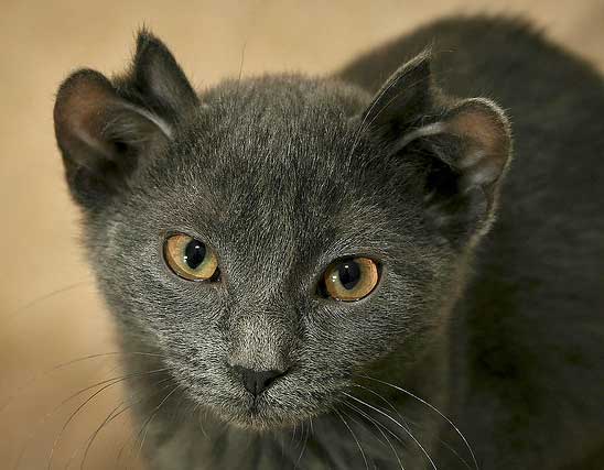кот с четырьмя ушами кот с четырьмя ушами