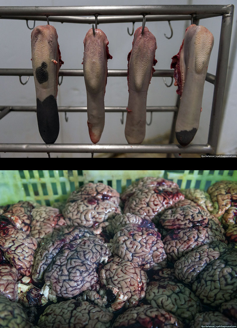 Скотобойня: вид изнутри. Откуда берется мясо