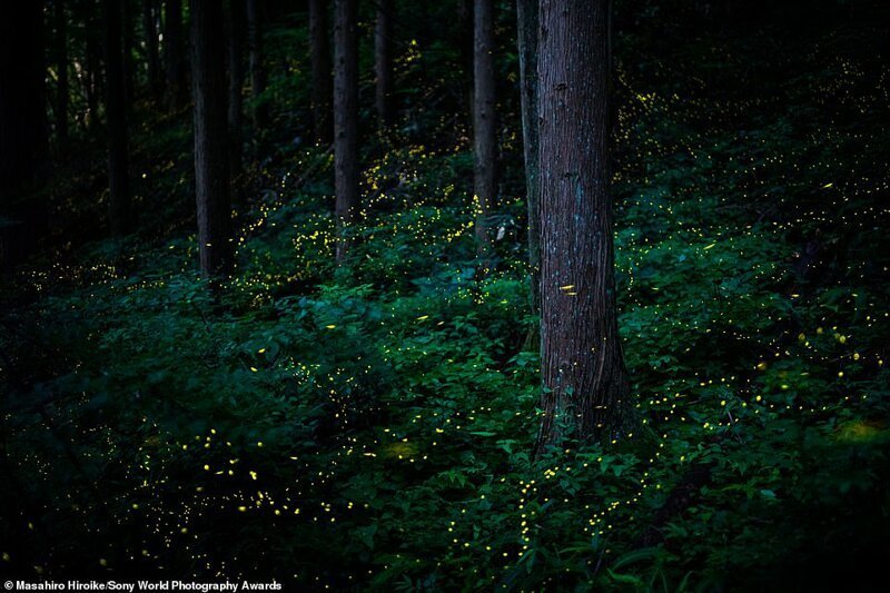 Светлячки в лесу Тоттори - Марасиро Хироике, Япония