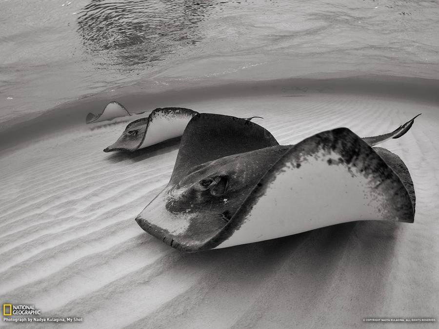 Лучшие фотографии National Geographic за январь Лучшие фотографии National Geographic за январь