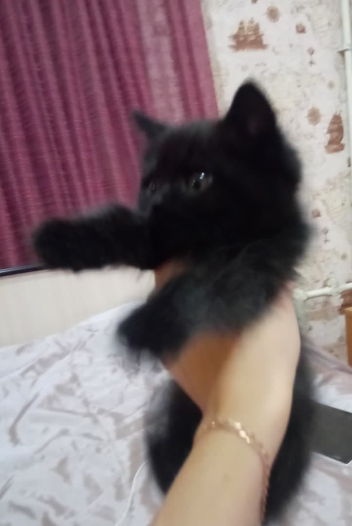 помощь уличному котенку черный котенок