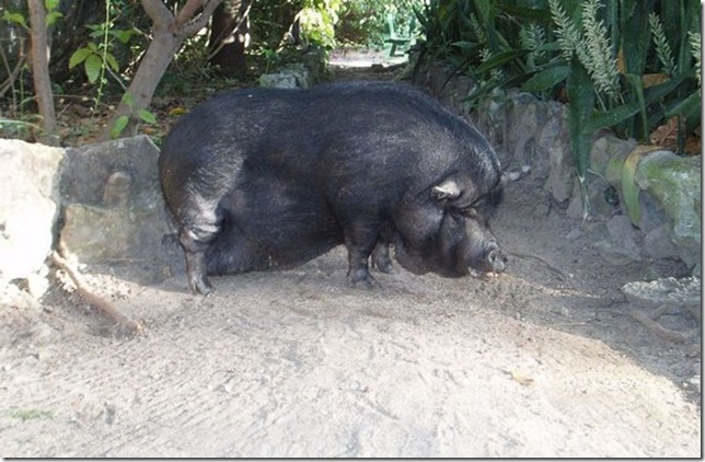 huge-animals12