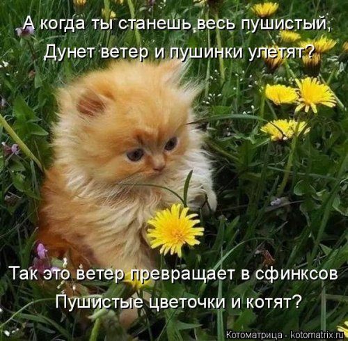 Самая убойная котоматрица Самая убойная котоматрица