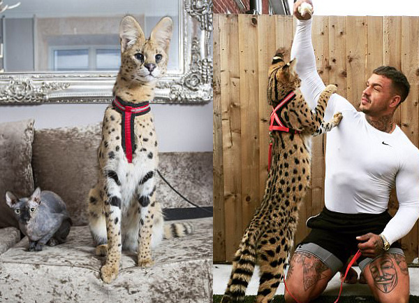 Семья с маленькими детьми завела дикую кошку, которая классифицируется как «опасная» Семья с маленькими детьми завела дикую кошку, которая классифицируется как «опасная»