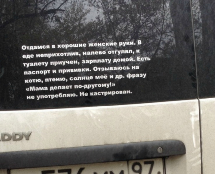 Главное, что к туалету приучен и прививки есть! Главное, что к туалету приучен и прививки есть!