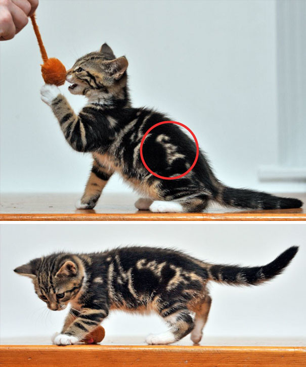 Котенок с надписью "cat" Котенок с надписью "cat" животные, забавно, коты, кошки, неожиданно, окрас, окрас кошек, фото