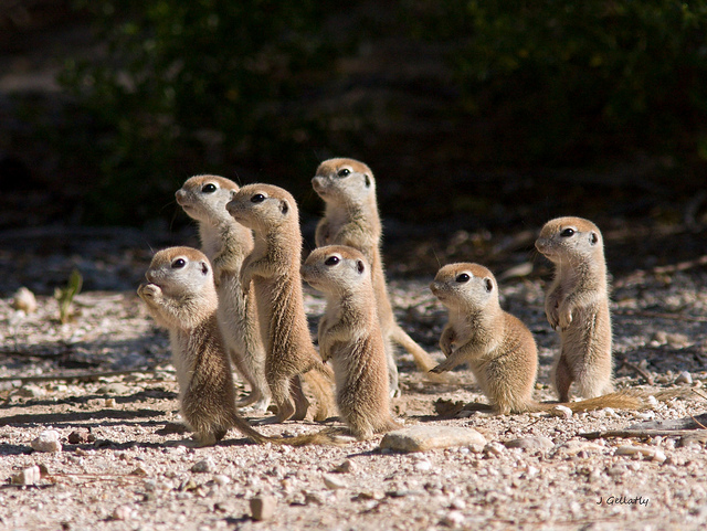 animals (68) (640x481, 231Kb)