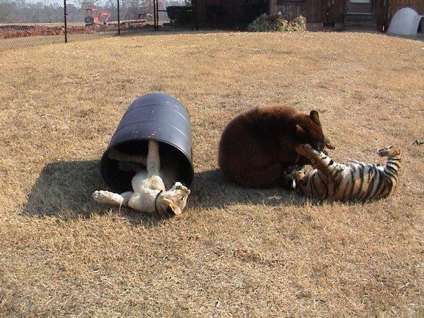 Лев, тигр и медведь живут вместе