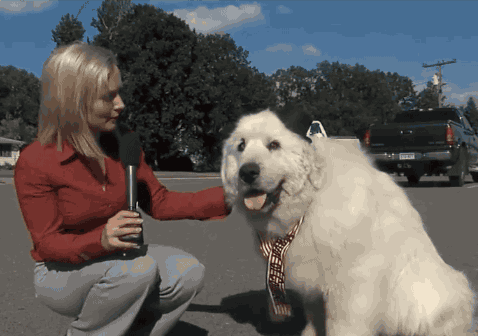 This Dog Was Elected The Mayor Of A Small Town In Minnesota