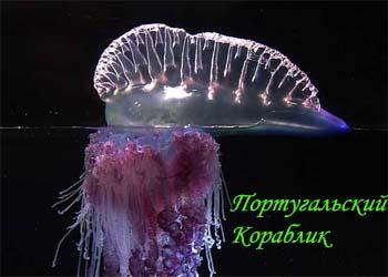 медуза - убийца португальский кораблик